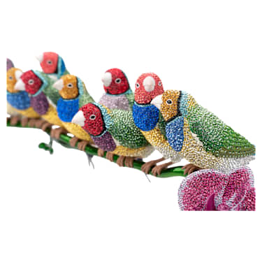 Crystal Myriad Gouldian Finches - Image 9