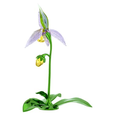 Florere Lady Slipper Orchid - Image 3